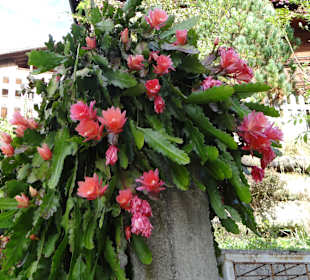 Wanderung zu Bischoferalm