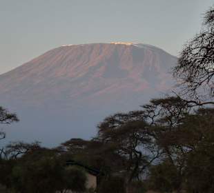 Blick auf den Kilimanjaro in Amboseli
