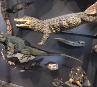 Museum für Naturkunde