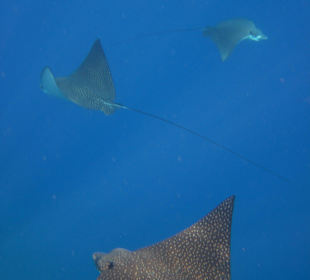 Adlerrochen am Hausriff