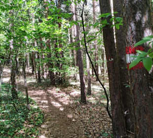 Waldweg