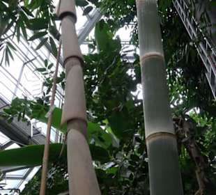 Tropicarium