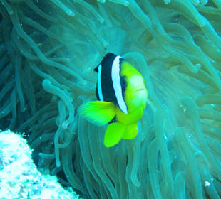 Nemo