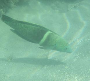 Grün mit Punkten beim Hotel Aldiana Makadi Bay