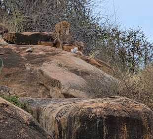 Die Löwenkinder bei rumtollen 