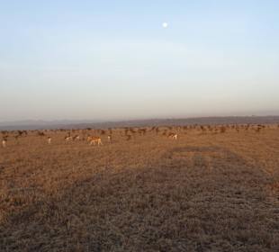 Löwenfutter im Nairobi Nationalpark
