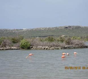 Salzsee mit Flamingos