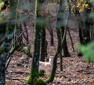 Wandern Kónitsa