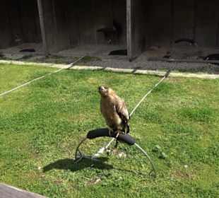 Malta Falconry Centre