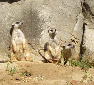 Zoologischer Garten Berlin