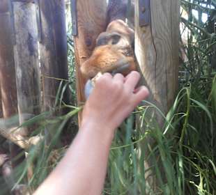 Fütterung der Giraffen