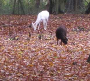 Tier- und Wildgehege