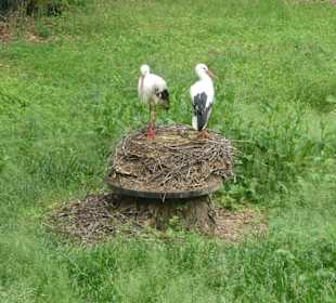 Bei einem Bummel durch den Wildpark an den Eichen