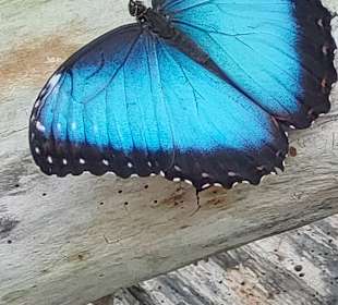 Schmetterlingsgarten