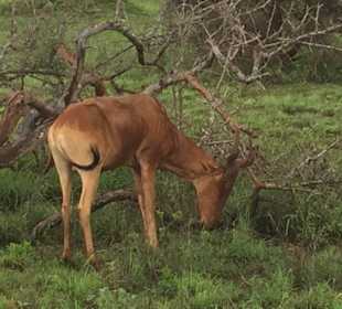 Antilope, nah am Jeep 