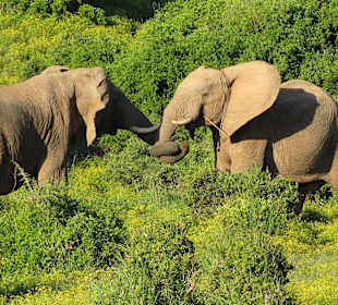 Im Addo Park unterwegs...