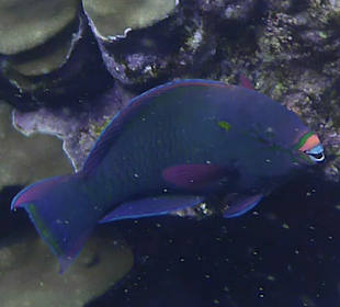 Schnorcheln Marsa Alam