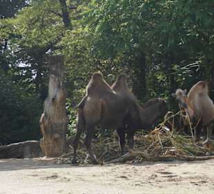 Tierpark Hagenbeck