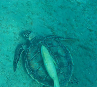Marsa Alam