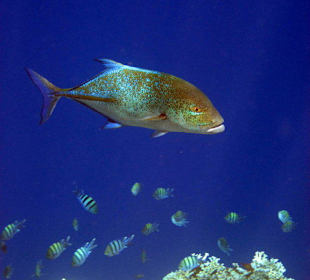 Blauflossenmakrele am Hausriff