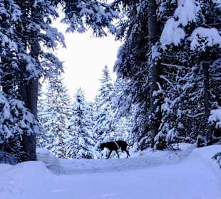 Wandern Luson / Lüsen