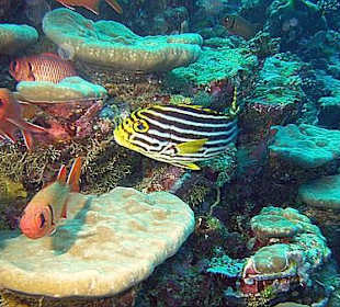 Orient-Süßlippe/Großaugenbarsche