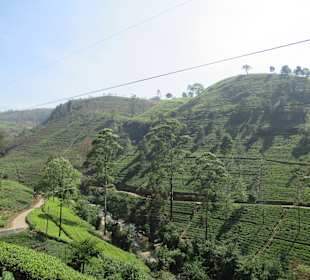 Teeplantagen um Nuwara Eliya