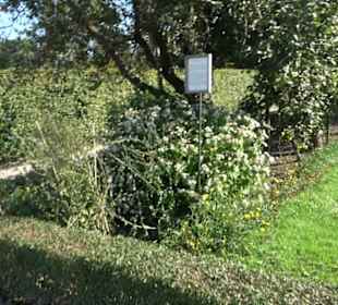 Botanischer Garten München