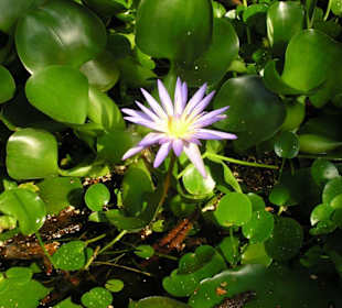 Vielfalt im Tropenhaus