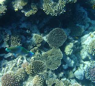 Riffe/Korallen