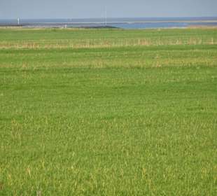 Salzwiesen des Langwarder Groden