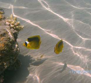 Fische / Riff
