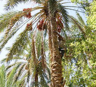 Tozeur - Dattelernte im Palmengarten