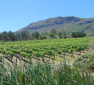 Cape Point Vineyards in Noordhoek