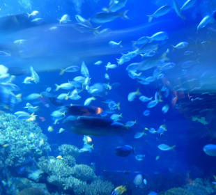Im Aquarium
