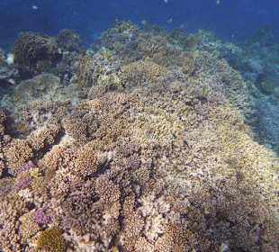 Wunderschöne Korallenriffe.