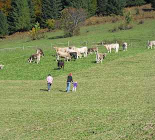 Wandern Spital am Pyhrn