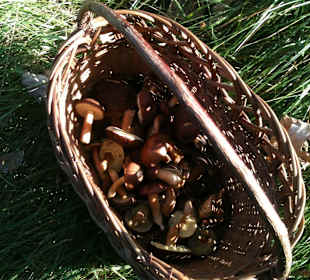 Kampinoski Park Narodowy