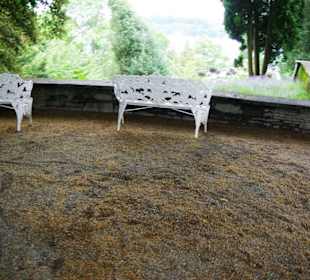 Ruheplatz an der Linde