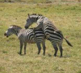 Zebras in Liebe
