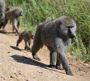 Nairobi-Nationalpark 