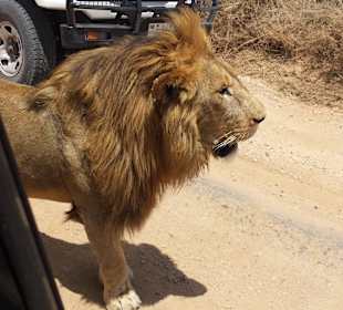 Serengeti Nationalpark 