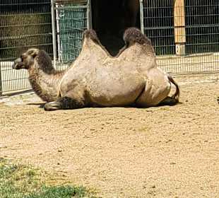 Zoo & Botanischer Garten Pilsen