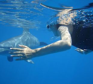 Schwimmen mit Delfinen
