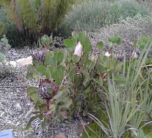 Botanischer Garten Kirstenbosch