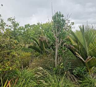 Hundertwasser Art Centre