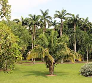Botanischer Garten