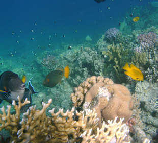 Docktorfisch am Hausriff