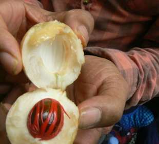 Muskatnuss, Jardin des Parfums et des Epices, La R