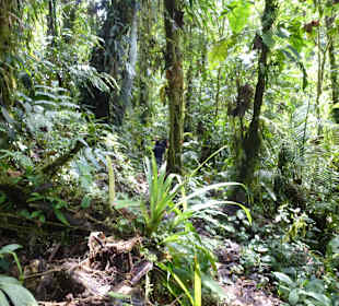 Wanderung durch den Nebelwald/Regenwald